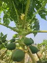 small papaya 2.webp