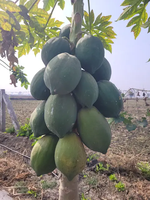 Healthy Papaya2.webp