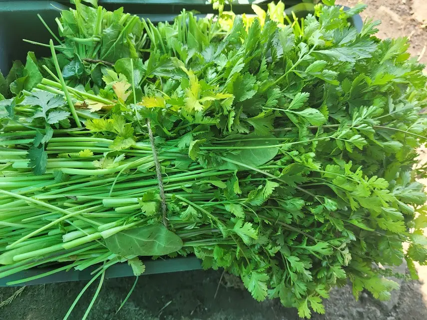 fresh coriander 1.webp