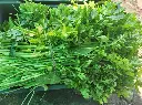 fresh coriander 1.webp