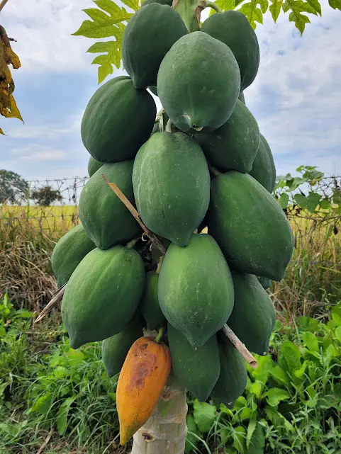 Healthy Papaya1.webp