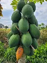 Healthy Papaya1.webp