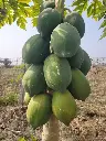 Papaya